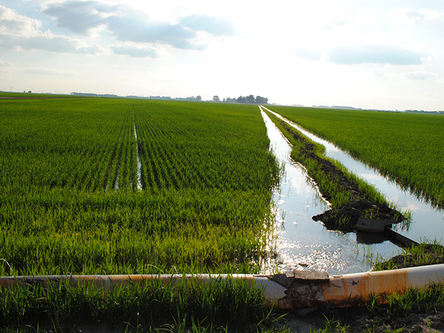 Rice growers in California and the Midsouth could soon have the chance to take part in a carbon offset program as part of California&#039;s regulated carbon market. (DTN photo by Marcia Taylor)